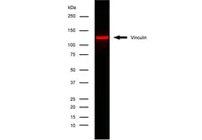 Anti Human Vinculin Antibody, clone V284 gallery image 2