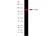 Anti Human Vinculin Antibody, clone V284 thumbnail image 2