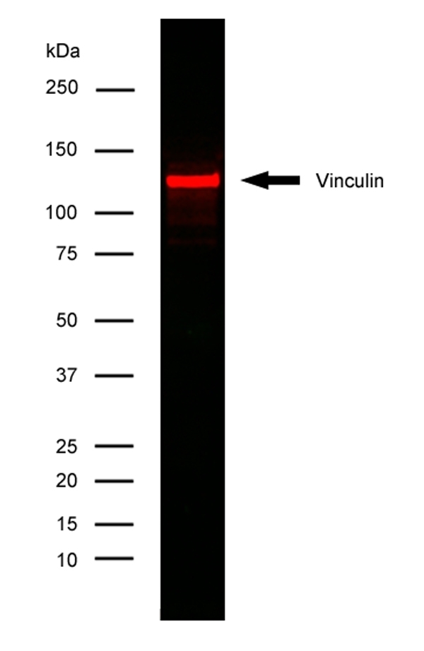 Anti Human Vinculin Antibody, clone V284 gallery image 2