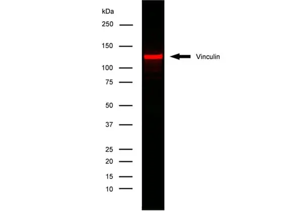 Anti Human Vinculin Antibody, clone V284 gallery image 2