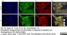 Anti Human Vinculin Antibody, clone V284 gallery image 3