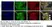 Anti Human Vinculin Antibody, clone V284 thumbnail image 3