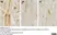 Anti Human Vinculin Antibody, clone V284 thumbnail image 4