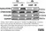 Anti Human Vinculin Antibody, clone V284 thumbnail image 6