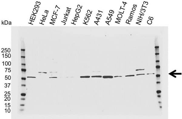 Anti Visfatin Antibody, clone 4D5 (PrecisionAb Monoclonal Antibody) gallery image 1