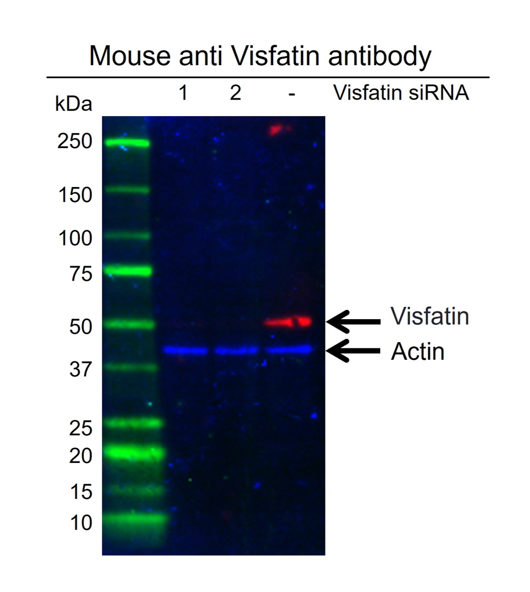 Anti Visfatin Antibody, clone 4D5 (PrecisionAb Monoclonal Antibody) gallery image 2