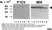 Anti Human Vitronectin Antibody, clone 8E6 (1.110) thumbnail image 1