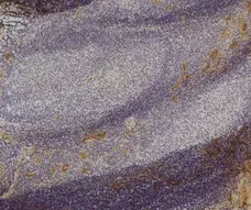 Anti Human von Willebrand Factor Antibody, clone RFF-VIII R/1 gallery image 1