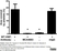 Anti Human von Willebrand Factor Antibody, clone RFF-VIII R/2 thumbnail image 2