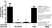 Anti Human von Willebrand Factor Antibody, clone RFF-VIII R/2 thumbnail image 2
