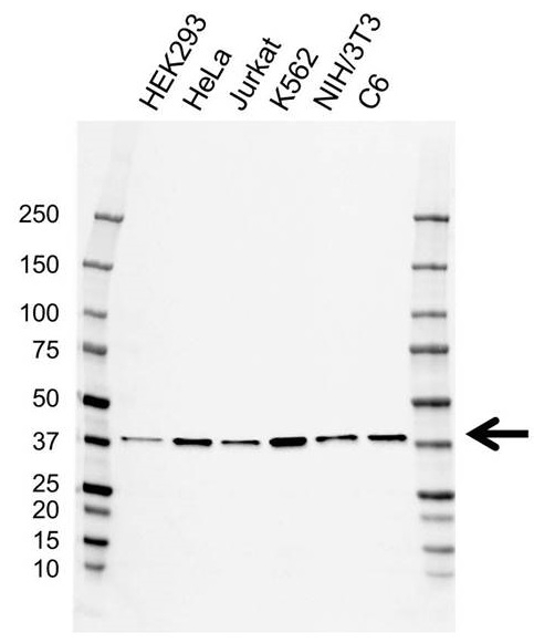 Anti VPS26A Antibody, clone AB03/1G5 (PrecisionAb Monoclonal Antibody) gallery image 1