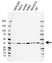 Anti VPS26A Antibody, clone AB03/1G5 (PrecisionAb Monoclonal Antibody) thumbnail image 1