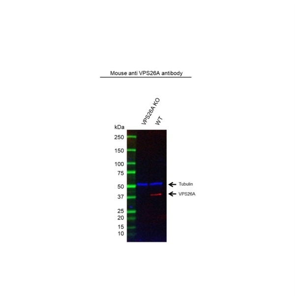 Anti VPS26A Antibody, clone AB03/1G5 (PrecisionAb Monoclonal Antibody) gallery image 2