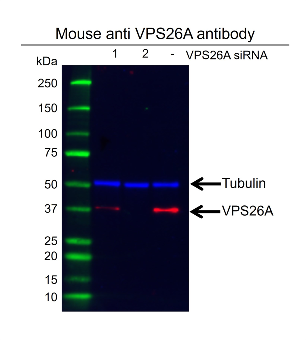 Anti VPS26A Antibody, clone AB03/1G5 (PrecisionAb Monoclonal Antibody) gallery image 4