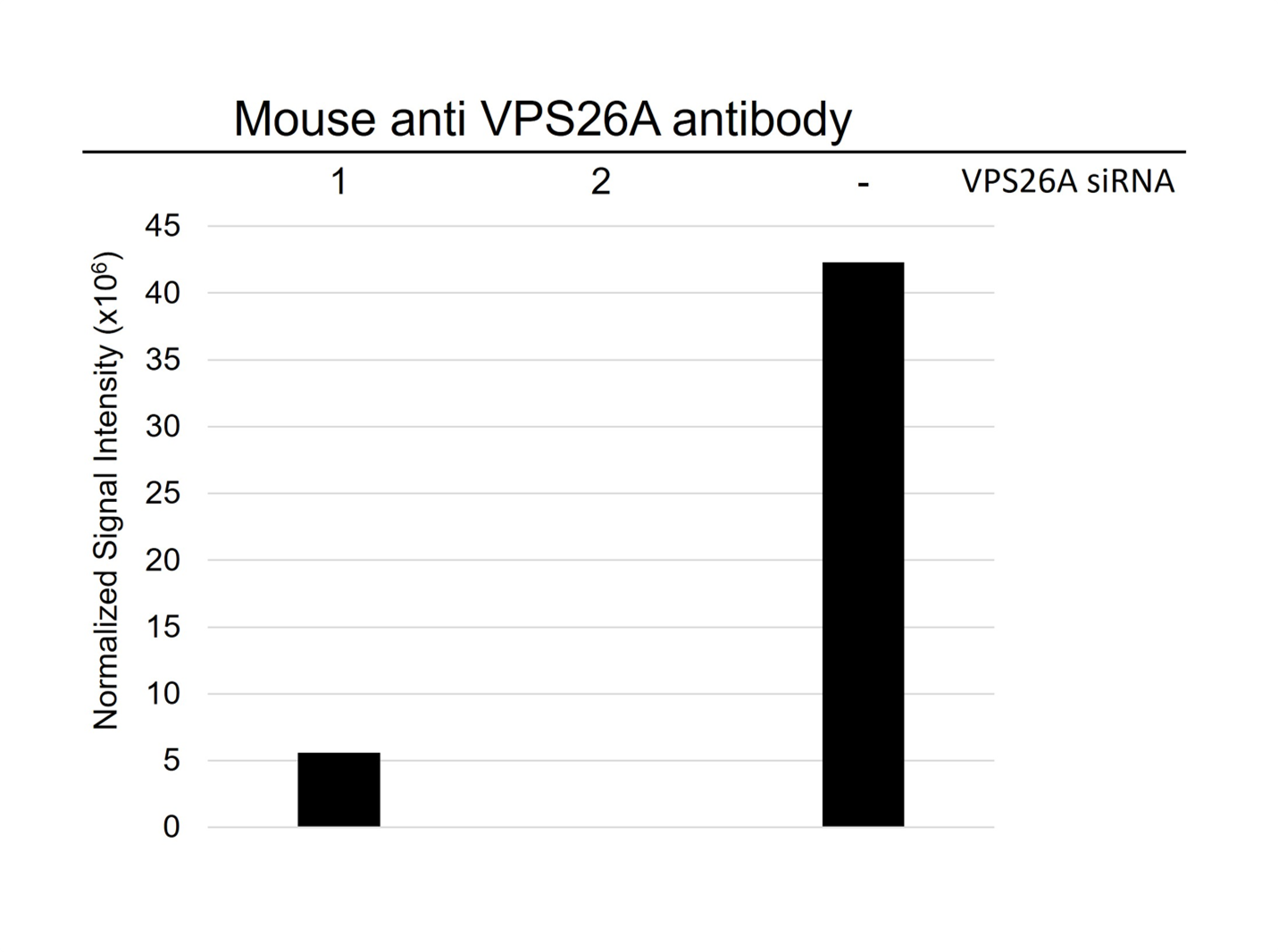 Anti VPS26A Antibody, clone AB03/1G5 (PrecisionAb Monoclonal Antibody) gallery image 5