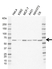 Anti WASL Antibody, clone E02/4E10 (PrecisionAb Monoclonal Antibody) thumbnail image 1