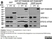 Anti WIPI2 Antibody, clone 2A2 thumbnail image 1