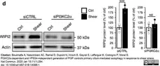 Anti WIPI2 Antibody, clone 2A2 gallery image 3