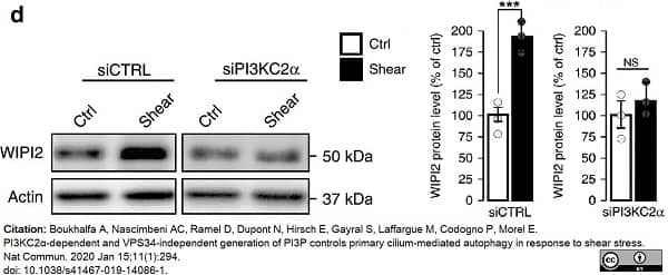Anti WIPI2 Antibody, clone 2A2 thumbnail image 3