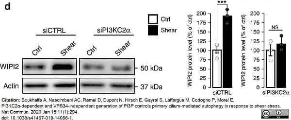 Anti WIPI2 Antibody, clone 2A2 gallery image 3