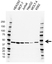 Anti Wwox Antibody, clone CD03/3H9 (PrecisionAb Monoclonal Antibody) thumbnail image 1