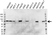 Anti YAP1 Antibody, clone 1A12 (PrecisionAb Monoclonal Antibody) thumbnail image 3