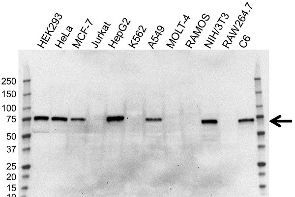 Anti YAP1 Antibody, clone 1A12 (PrecisionAb Monoclonal Antibody) gallery image 3