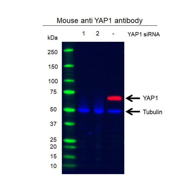 Anti YAP1 Antibody, clone 1A12 (PrecisionAb Monoclonal Antibody) gallery image 4