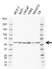 Anti Human YES1 Antibody, clone E04/5H12 (PrecisionAb Monoclonal Antibody) thumbnail image 1
