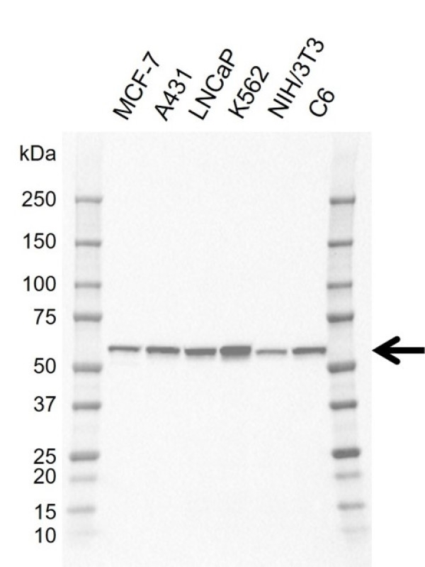 Anti Human YES1 Antibody, clone E04/5H12 (PrecisionAb Monoclonal Antibody) gallery image 1