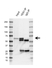 Anti Human YES1 Antibody, clone E04/5H12 (PrecisionAb Monoclonal Antibody) thumbnail image 2