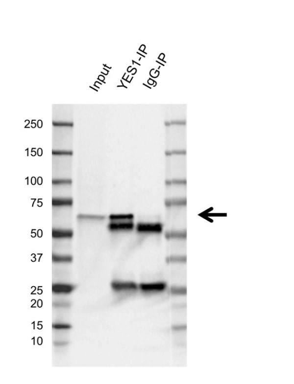 Anti Human YES1 Antibody, clone E04/5H12 (PrecisionAb Monoclonal Antibody) gallery image 2
