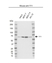 Anti YY1 Antibody, clone 39A10-G2 (PrecisionAb Monoclonal Antibody) thumbnail image 1