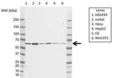 Anti YY1 Antibody, clone CD02/2B2 (PrecisionAb Monoclonal Antibody) gallery image 1