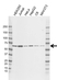 Anti YY1 Antibody, clone CD02/2B2 (PrecisionAb Monoclonal Antibody) thumbnail image 1