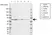 Anti YY1 Antibody, clone CD02/2B2 (PrecisionAb Monoclonal Antibody) thumbnail image 1