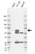 Anti YY1 Antibody, clone CD02/2B2 (PrecisionAb Monoclonal Antibody) thumbnail image 2