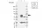 Anti YY1 Antibody, clone CD02/2B2 (PrecisionAb Monoclonal Antibody) thumbnail image 2