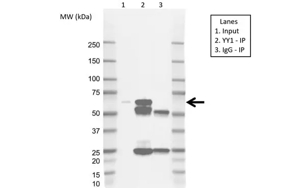 Anti YY1 Antibody, clone CD02/2B2 (PrecisionAb Monoclonal Antibody) gallery image 2