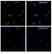 Anti YY1 Antibody, clone CD02/2B2 (PrecisionAb Monoclonal Antibody) thumbnail image 3