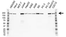 Anti ZEB1 Antibody, clone OTI8E2 (PrecisionAb Monoclonal Antibody) gallery image 1