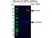 Anti ZEB1 Antibody, clone OTI8E2 (PrecisionAb Monoclonal Antibody) thumbnail image 2