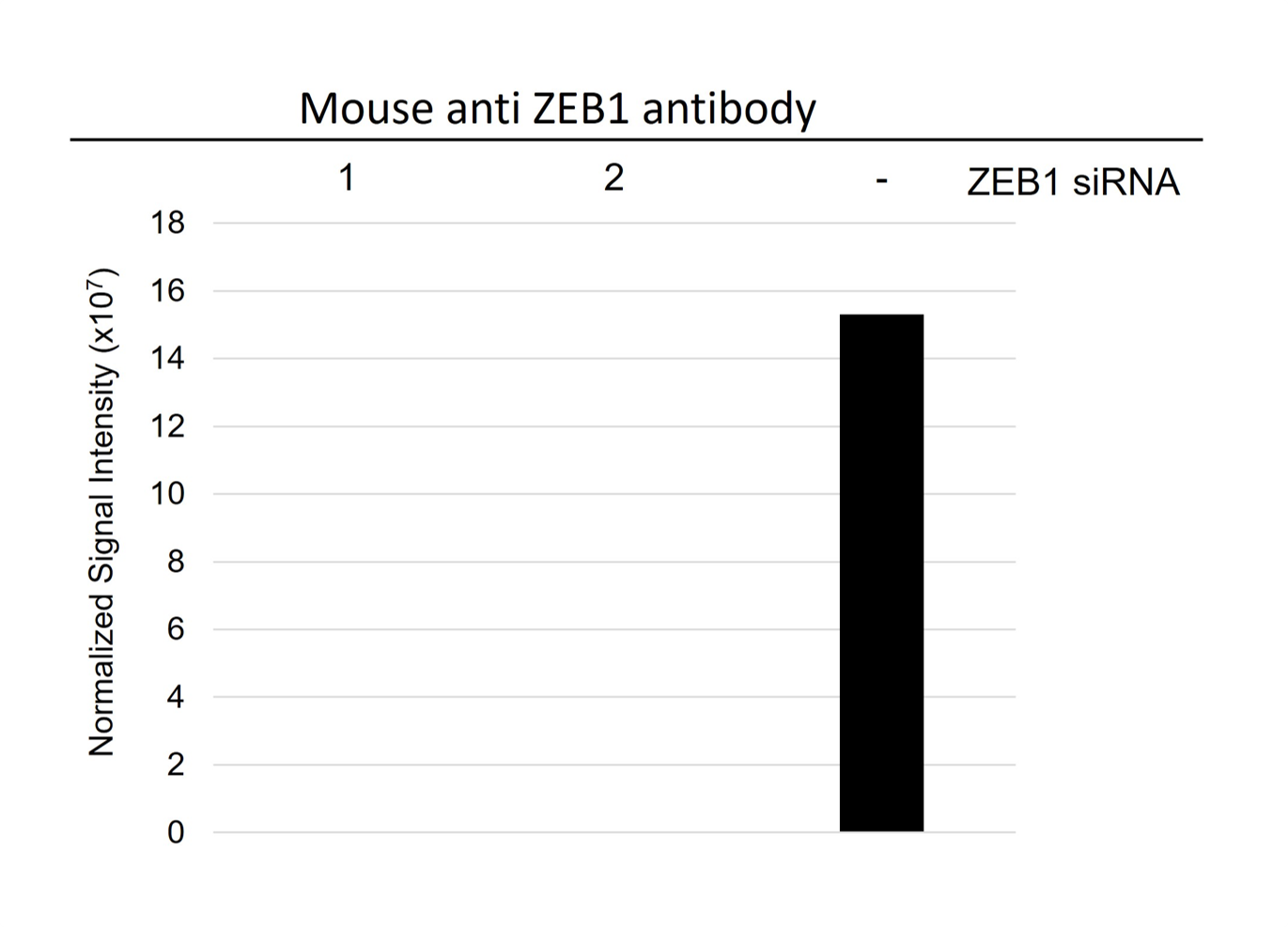 Anti ZEB1 Antibody, clone OTI8E2 (PrecisionAb Monoclonal Antibody) gallery image 3
