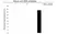 Anti ZEB1 Antibody, clone OTI8E2 (PrecisionAb Monoclonal Antibody) thumbnail image 3