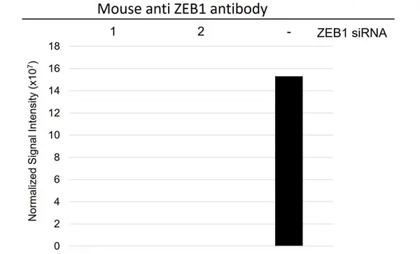 Anti ZEB1 Antibody, clone OTI8E2 (PrecisionAb Monoclonal Antibody) gallery image 3