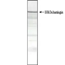 Anti Huntingtin Antibody, clone HDB4E10 gallery image 1