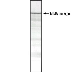 Anti Huntingtin Antibody, clone HDB4E10 gallery image 1
