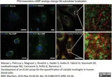 Anti Huntingtin Antibody, clone HDB4E10 gallery image 2