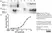 Anti Huntingtin Antibody, clone HDB4E10 thumbnail image 3