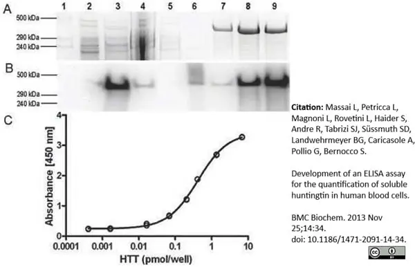 Anti Huntingtin Antibody, clone HDB4E10 gallery image 3